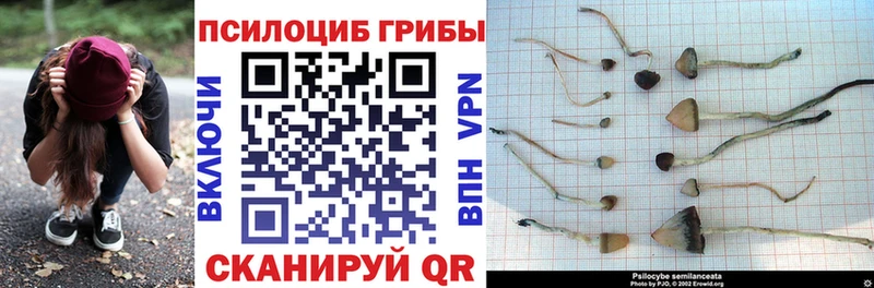 Галлюциногенные грибы Psilocybine cubensis  Лениногорск 